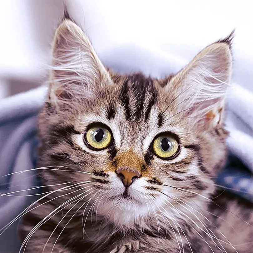 Serviette 20er-Set Cute Kitten