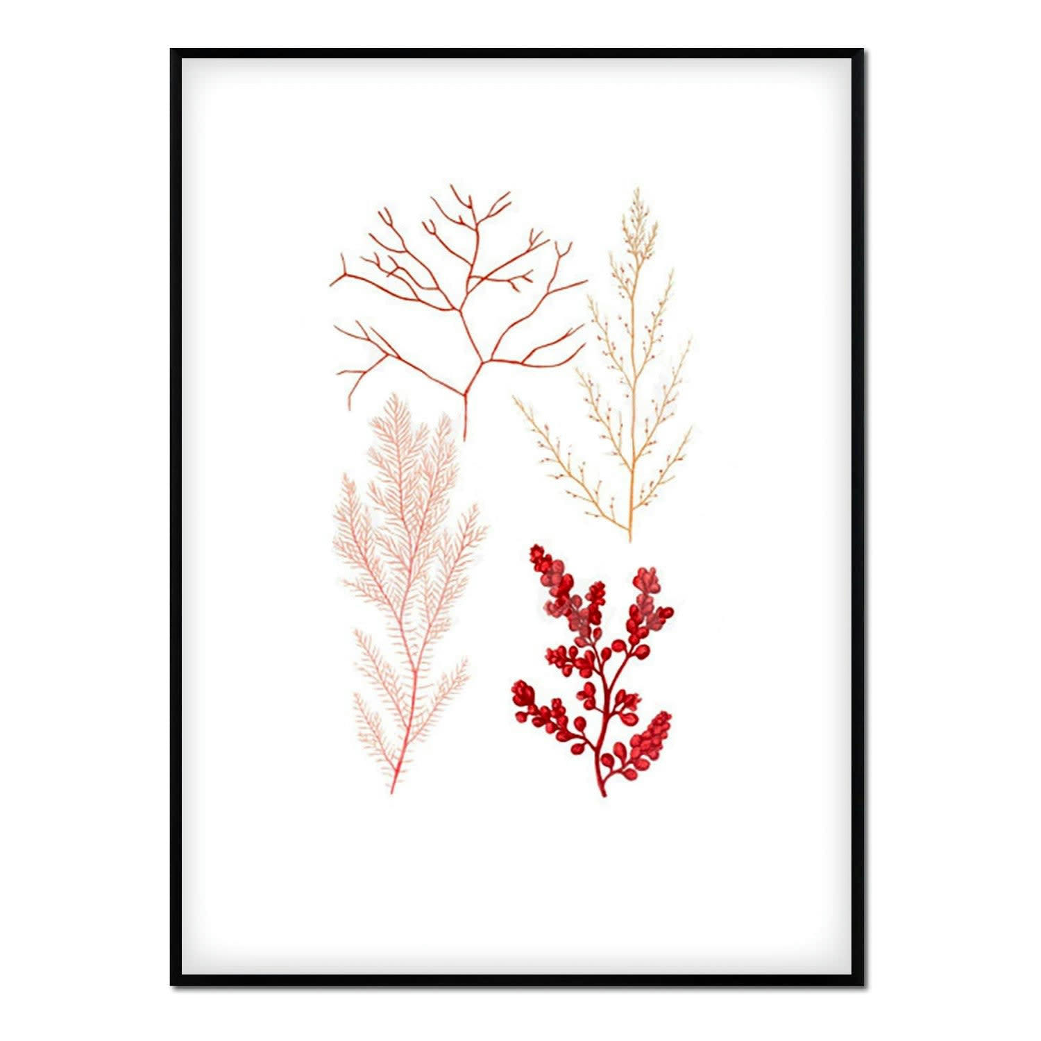 CORAL - Affiche avec cadre noir - Coraux - 30x40
