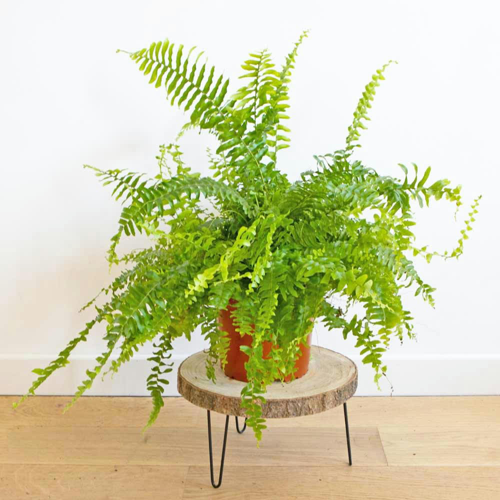 FOUGÈRE - Grande fougère de Boston sans cache-pot