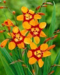 Bulbs Are Easy Crocosmia Emily McKenzie Ready-to-Plant Garden Flower Bulbs
