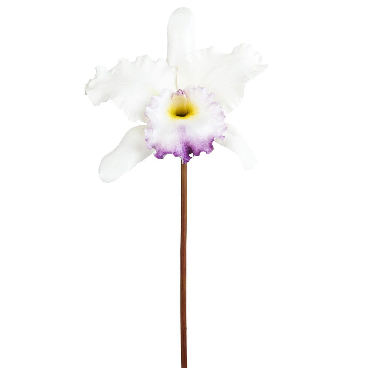 CATTLEYA - Orchidée Catteya