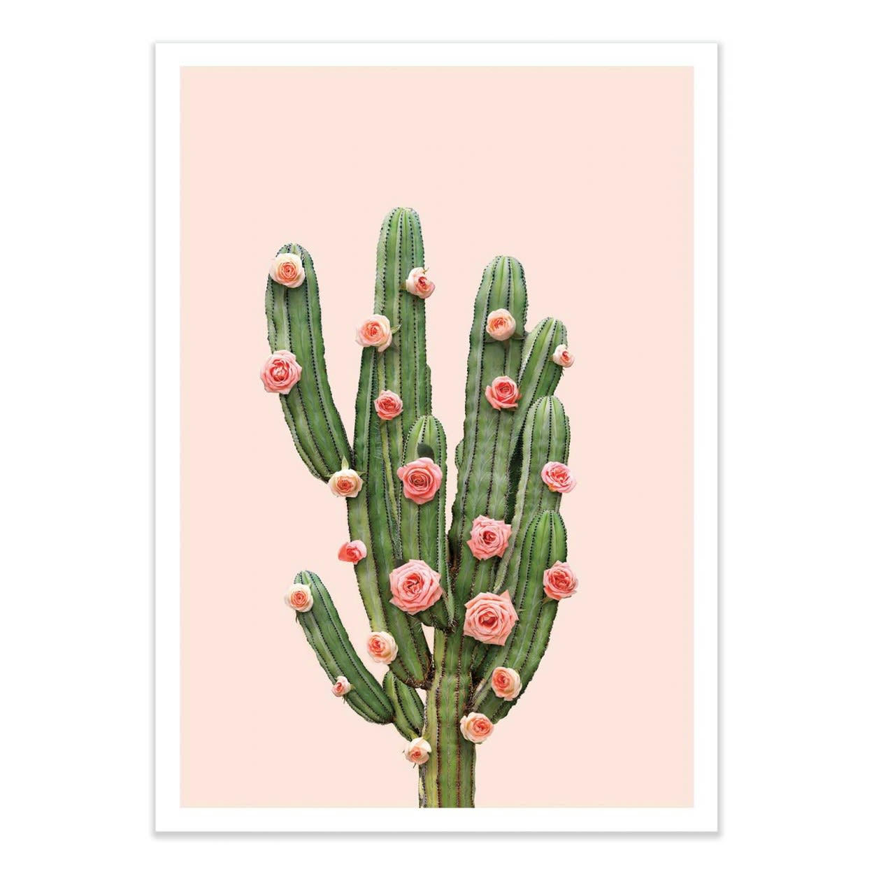 PAUL FUENTES - CACTUS AND ROSES - Affiche d'art 50 x 70 cm