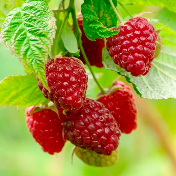 Pflanze »Rubus idaeus«, Autumn Chef ®, rot, mehrjährig