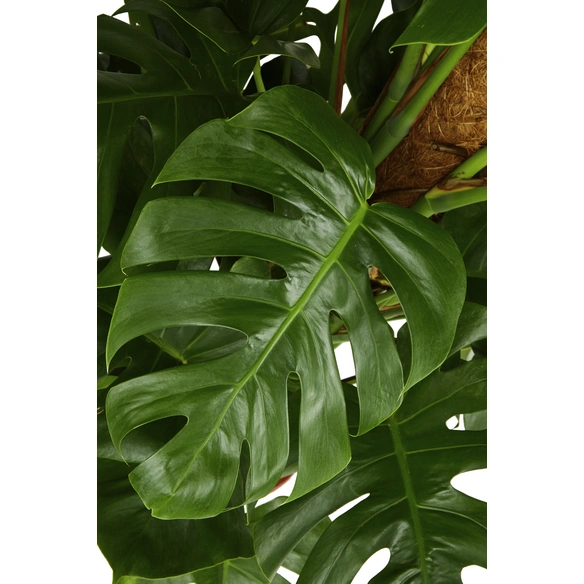 Fensterblatt, Monstera deliciosa