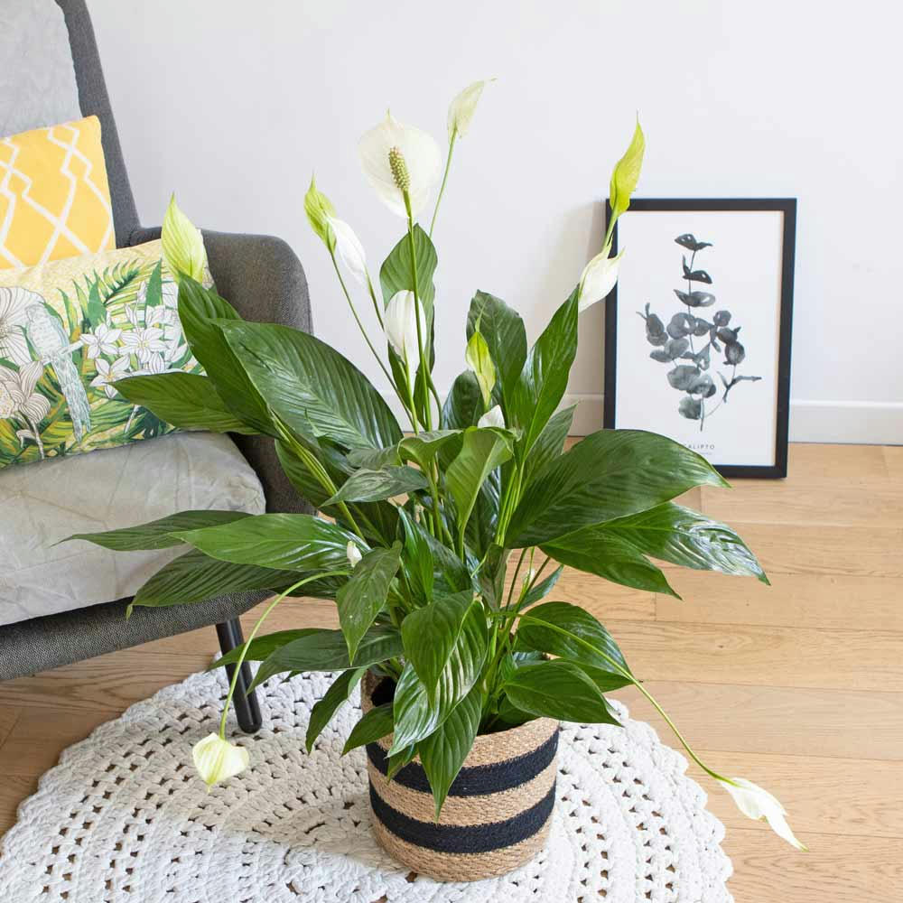 FLEUR DE LUNE - Plante fleur de lune sans cache-pot