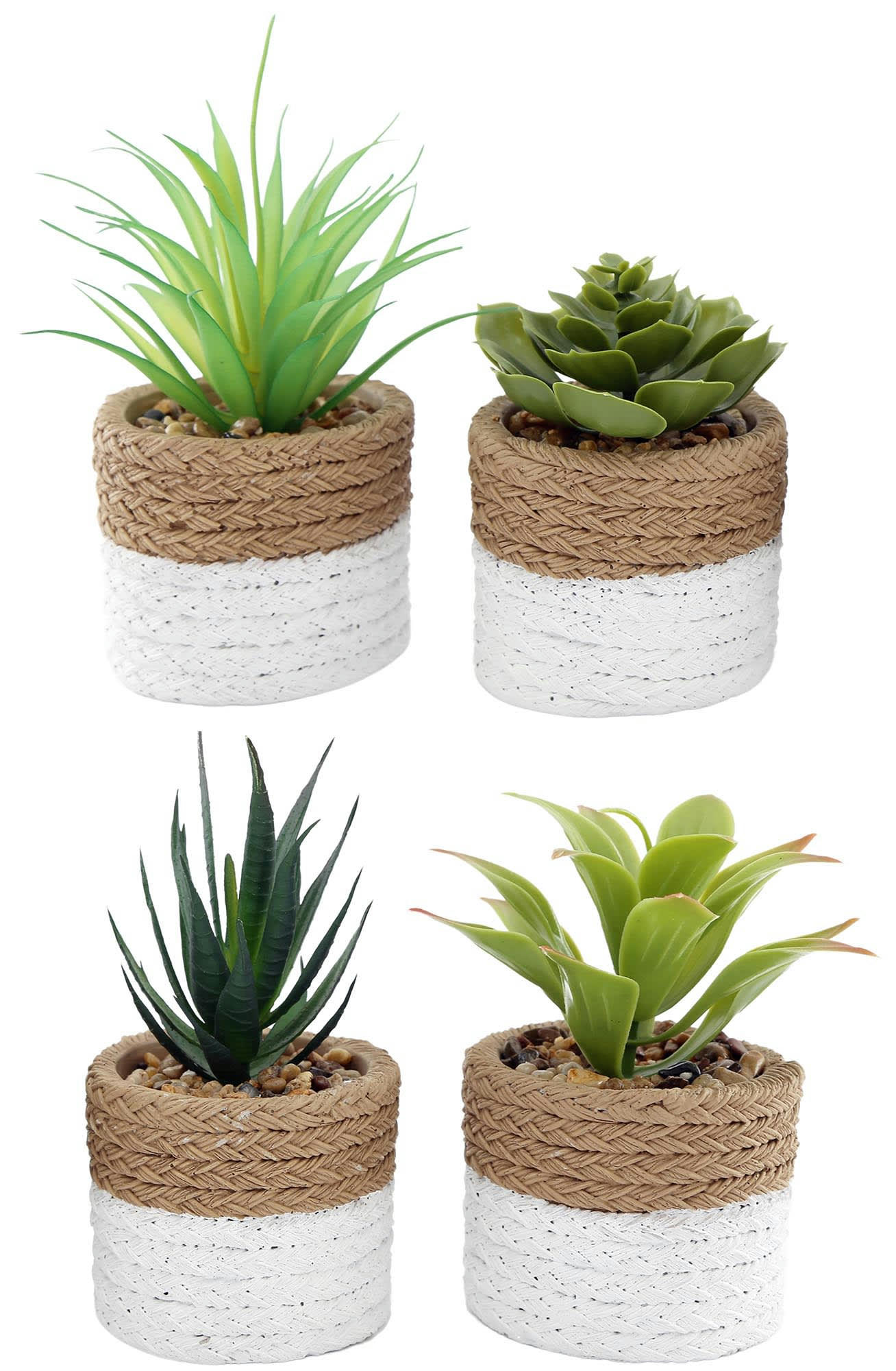 - Plante succulente en pot bicolore 8 x 15 cm (lot de 4)