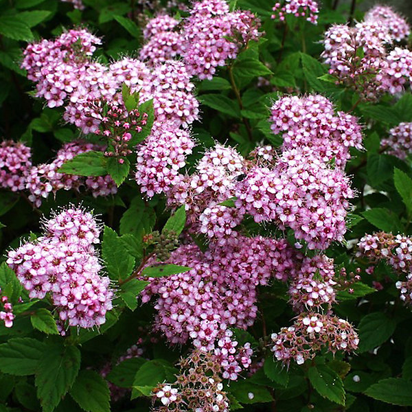 2 x Spirée Japonaise 'Little Princess' - Spiraea japonica 'Little Princess'- 25-30 cm pot