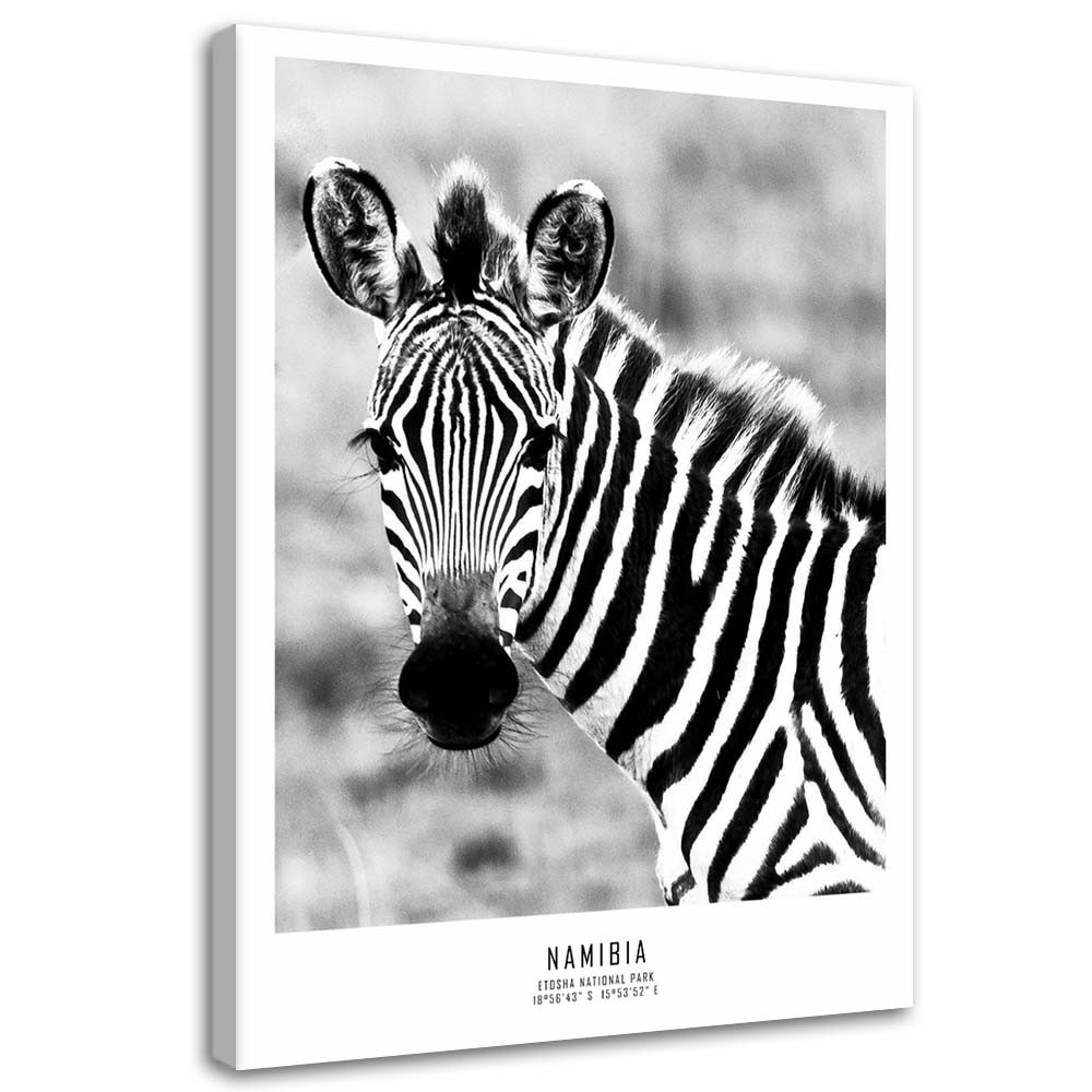 Feeby Obraz na płótnie Ciekawska zebra 40x60