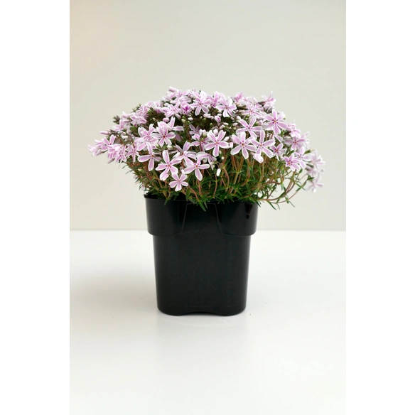 Pflanze »Vielfalt der Natur«, Mix