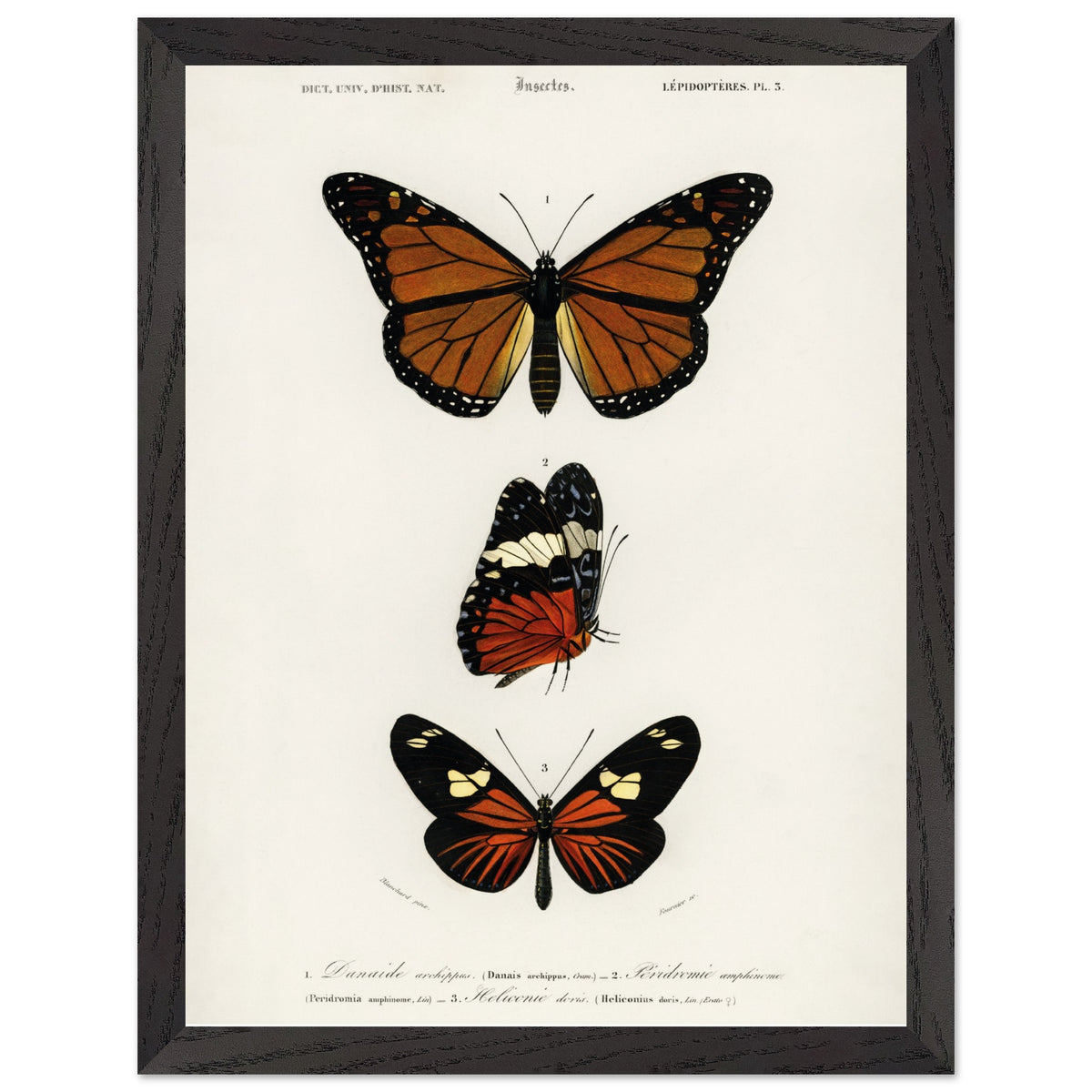 Artfulprints Poster met Lijst Charles Dessalines d'Orbigny - Butterfly  - 30x40 cm - Bruin