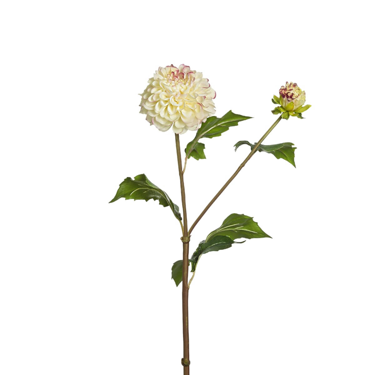 CANDICE - Dahlia Candice