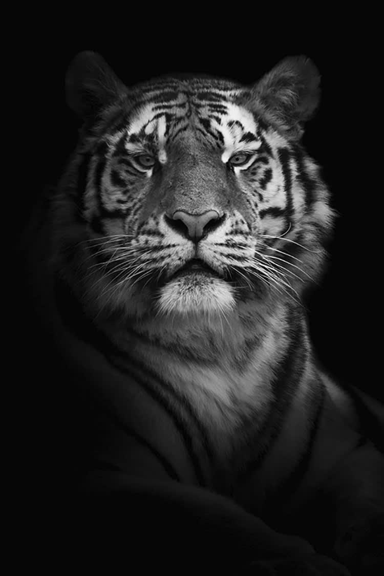 POSE PORTRAIT DU TIGRE - Photographie d'art de Guillaume Mordacq 30x45 cm sur alu