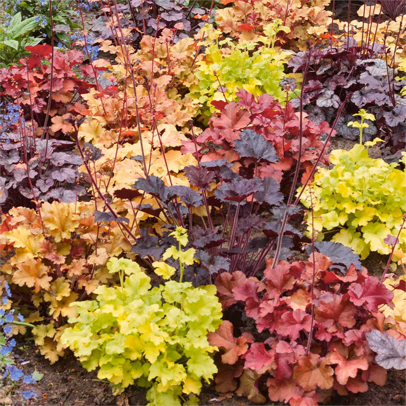 Mixed Heuchera in 3.5 inch pots, you choose amount! We send out whatever is the prettiest at the time of order.
