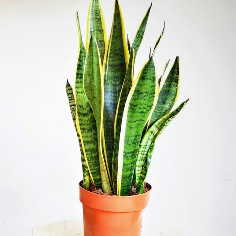 LANGUE DE BELLE-MÈRE - Plante dépolluante sans cache-pot