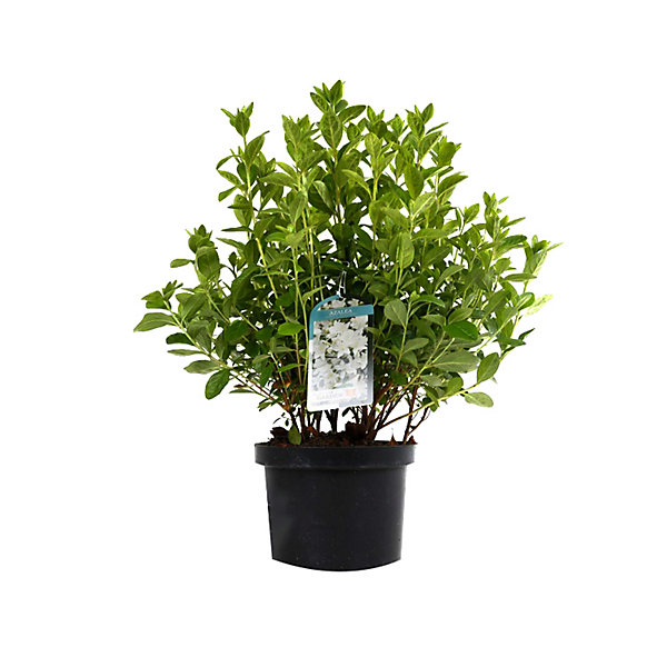 Azalée caduque knaphill blanc - Azalea knaphill- 60-80 cm pot