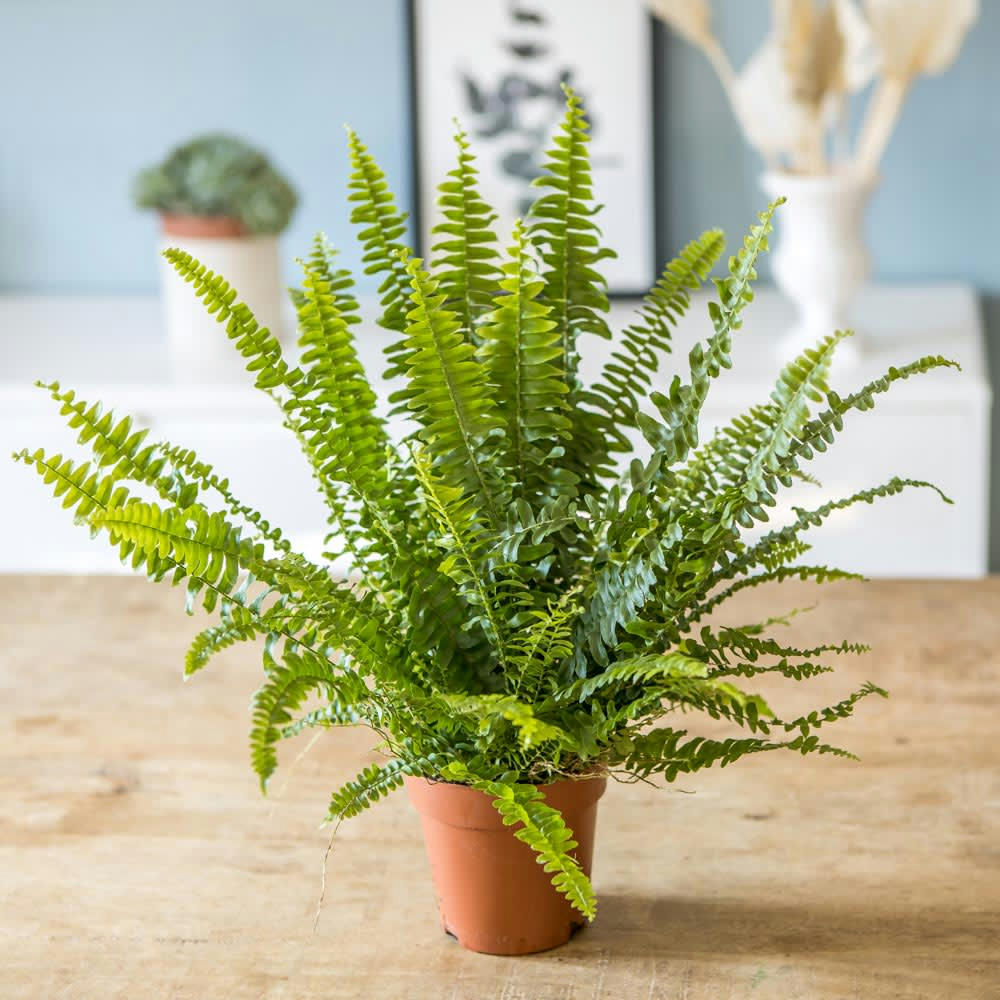 FOUGÈRE - Plante dépolluante fougère de Boston avec cache-pot