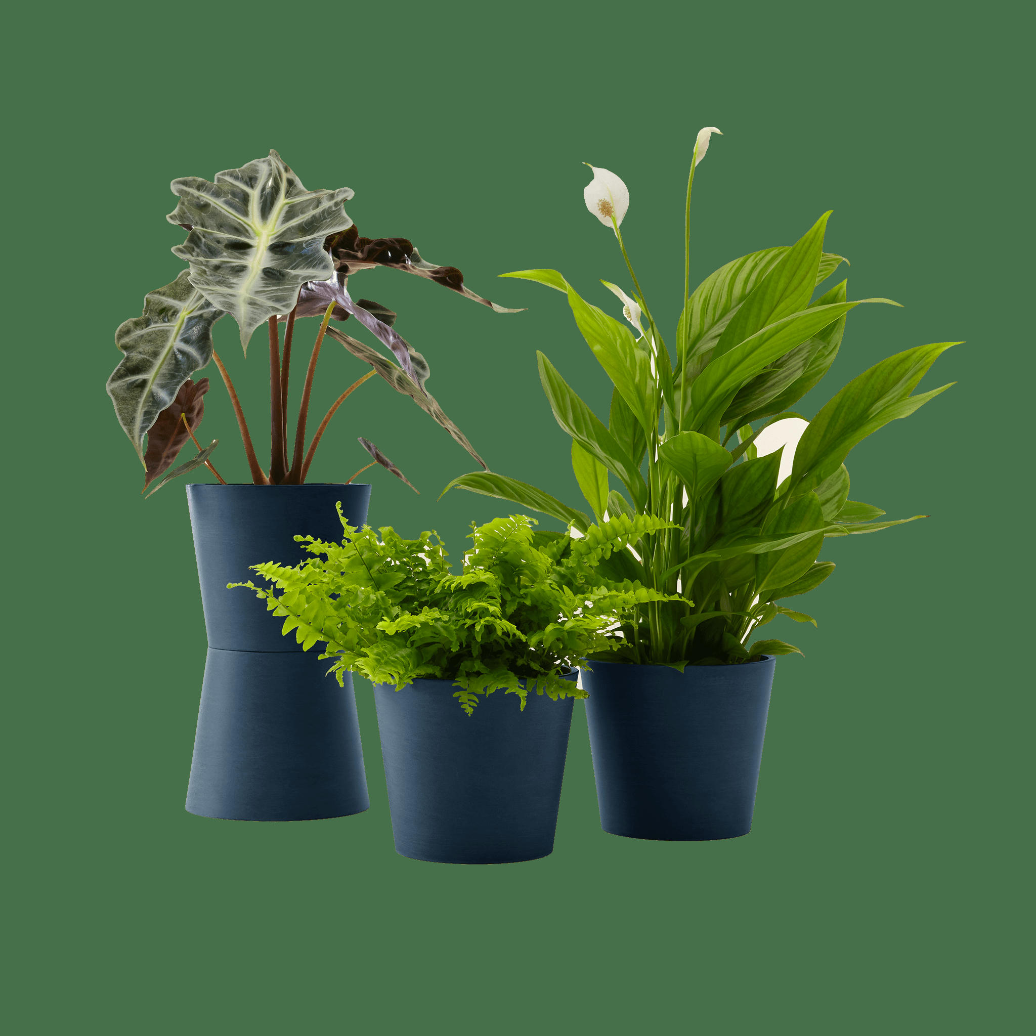 - Plante - Spathiphyllum, Bananier, Nephrolepis pot bleu nuit