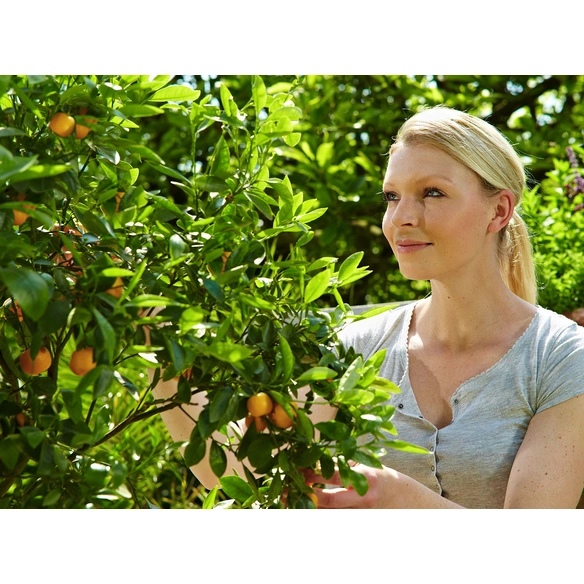 Zitruspflanzernerde, für Zitruspflanzen und mediterrane Pflanzen