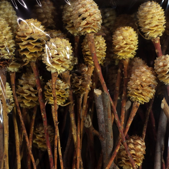 Trockenblumen