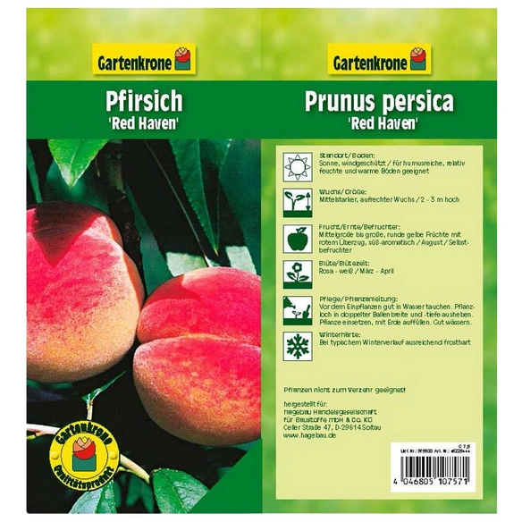Pfirsich, Prunus persica »Redhaven«, Früchte: süß