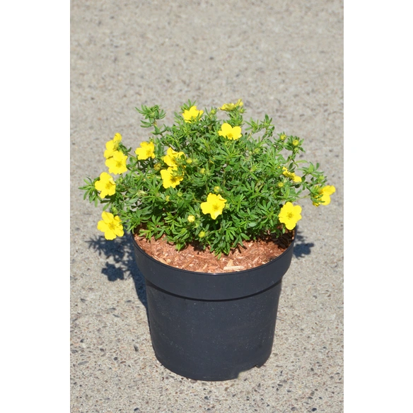 Fünffingerstrauch, Potentilla fruticosa »Dakota Sunspot«, Blätter: grün, Blüten: gelb
