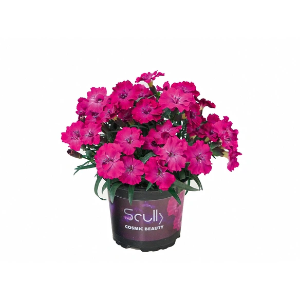 Stauden »Dianthus caryophyllus«, Blütenfarbe: violett