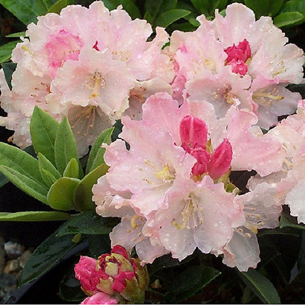 2 x Rhododendron 'Dreamland' - 30-40 cm pot