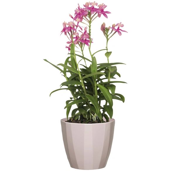 Übertopf »ELEGANCE«, Breite: 18,2 cm, rosé, Keramik