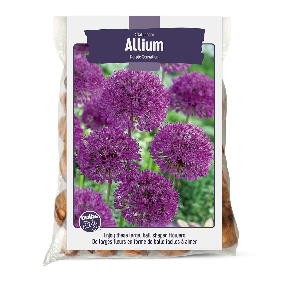 Bulbs Are Easy, Purple Sensation Allium Bulbs, Ready to Plant for your Home Garden