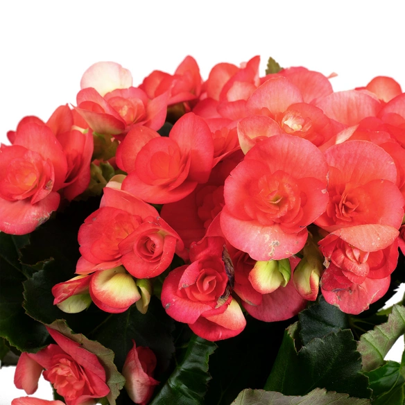 Begonie, Begonia Elatior-Hybriden »rosa«, Blütenfarbe: rosa