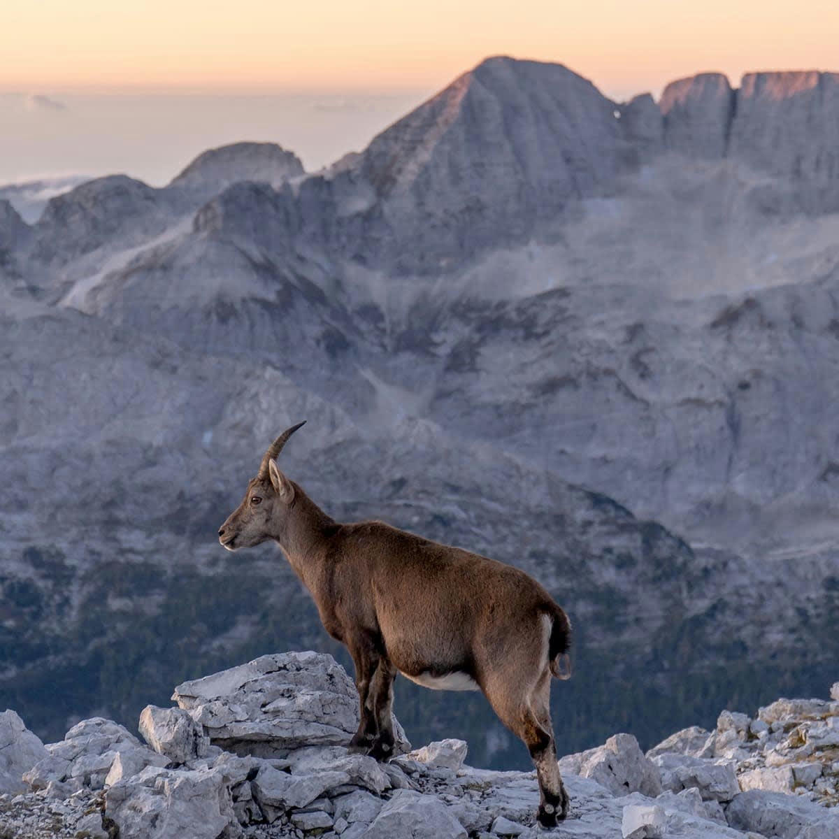 ANIMAUX - Tableau sur toile chamois 65x65 cm