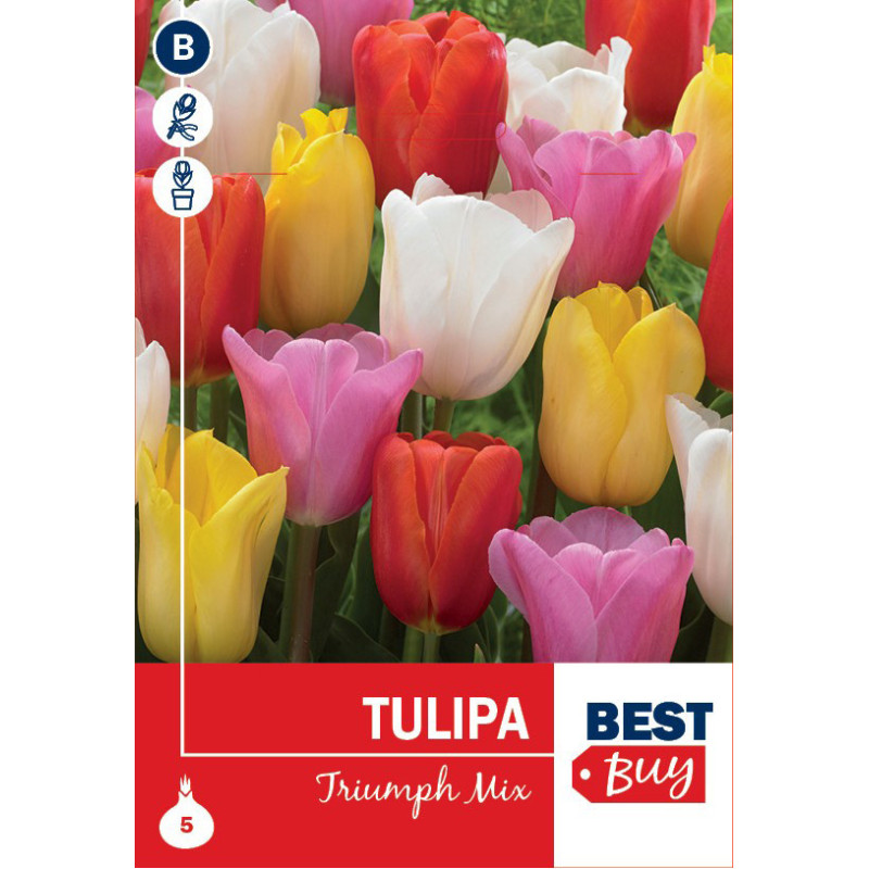 Bulbes de tulipes Triumph Mix 10 pièces