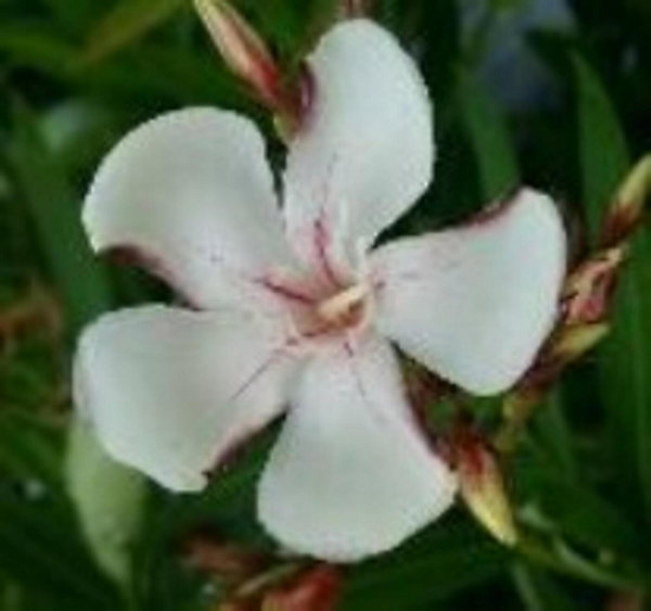 Arbres et plantes - Laurier rose 'harriet newding' - Pot 30 L - H 160 cm - 150cm - Rose pâle - Extérieur