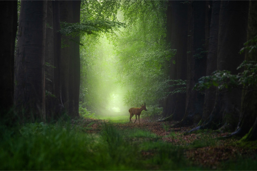 Fototapeta Las JELEŃ Drzewa Natura Wzór 3D 90x60cm