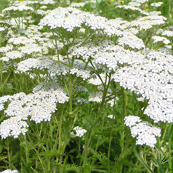 6 x Achillée millefeuille - Achillea millefolium- godet 9cm x 9cm