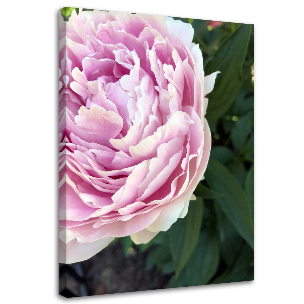 Feeby Obraz na płótnie, Różowa piwonia makro 40x60