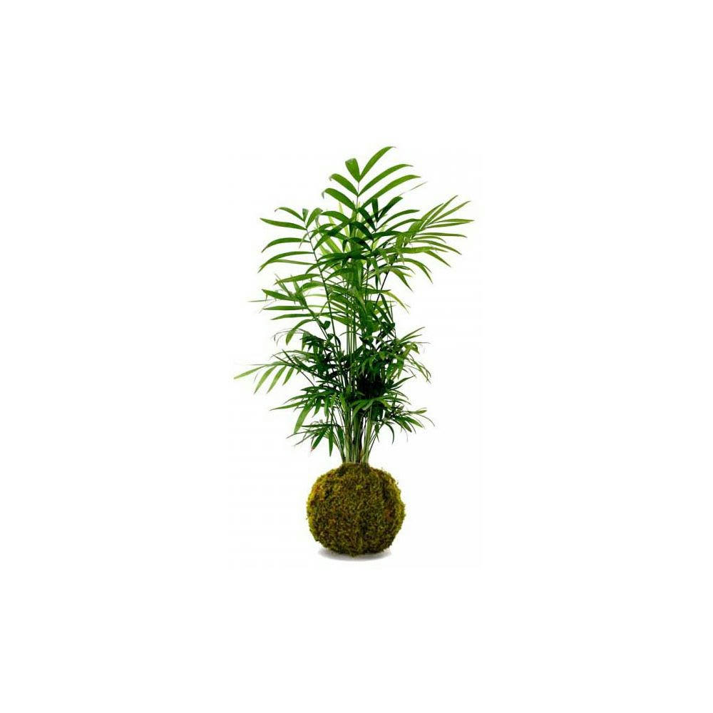 - Décoration végétale kokedama chamadorea