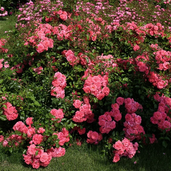 Beetrose, Rosa »Bad Birnbach®«, Blüte: rosa/pink, halbgefüllt