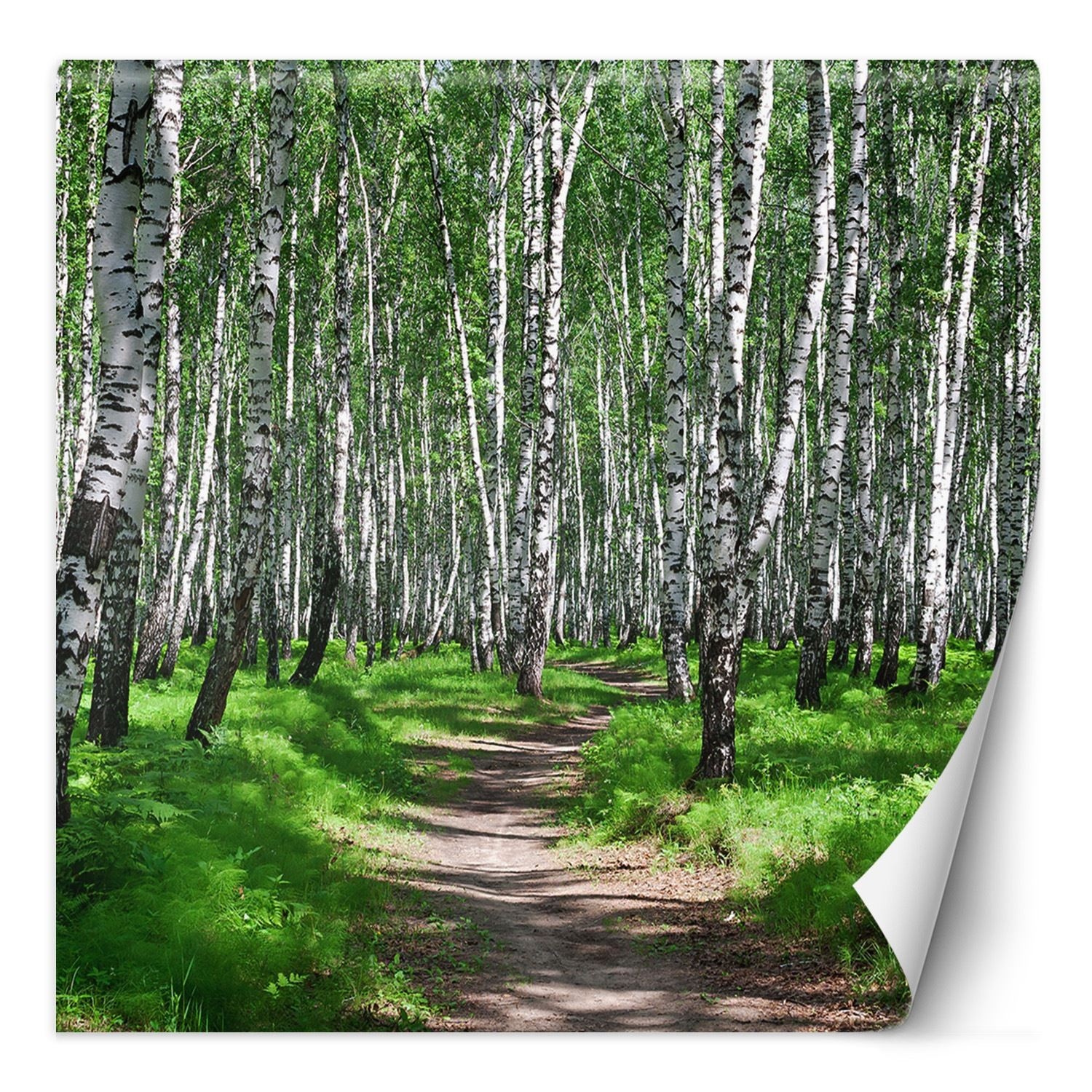 Feeby Fototapeta, Las brzozowy i leśna ścieżka 100x100