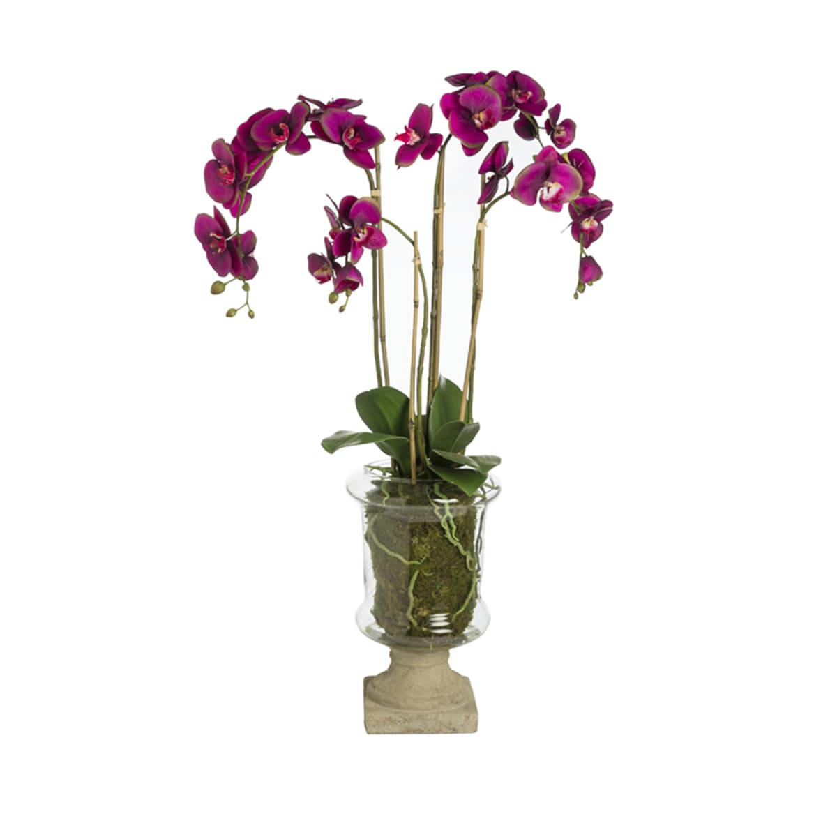MARYLIN - Orchidée en coupe Marylin H88cm