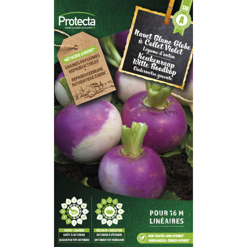 Semences de navet Blanc Globe à Collet Violet PROTECTA