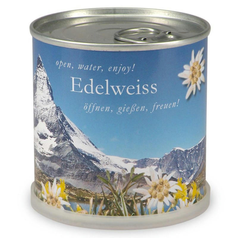 - Edelweiss à faire pousser en boite