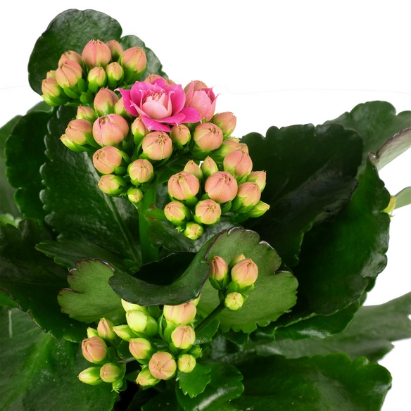 Flammendes Kaethchen, Kalanchoe blossfeldiana »Calandiva«, Blütenfarbe: rosa