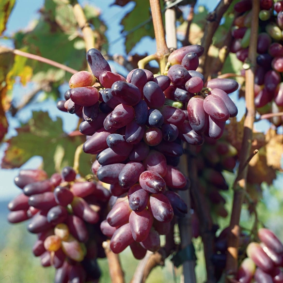 Weinrebe, Vitis vinifera »Souvenir« Blüten: creme, Früchte: rot, essbar
