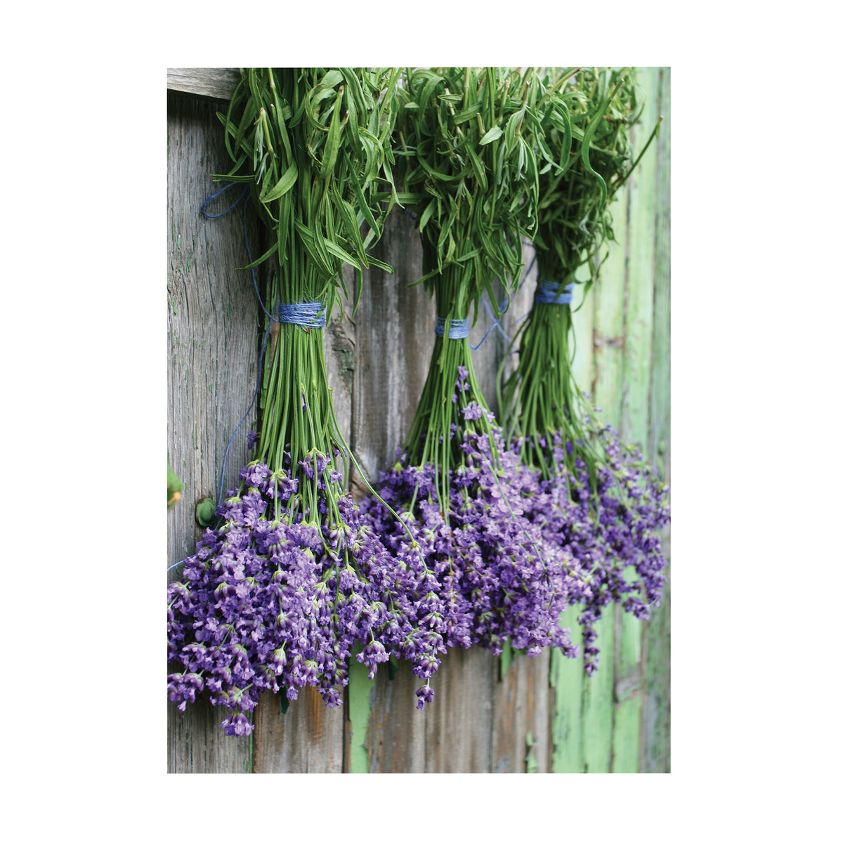 Art for the Home Buitencanvas - Lavendel - 70x50cm
