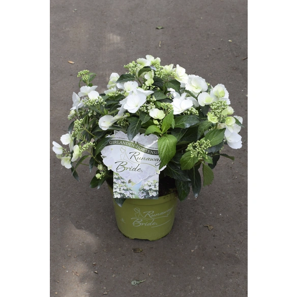 Hortensie »Hydrangea Runaway Bride«, mehrjaehrig, weiß