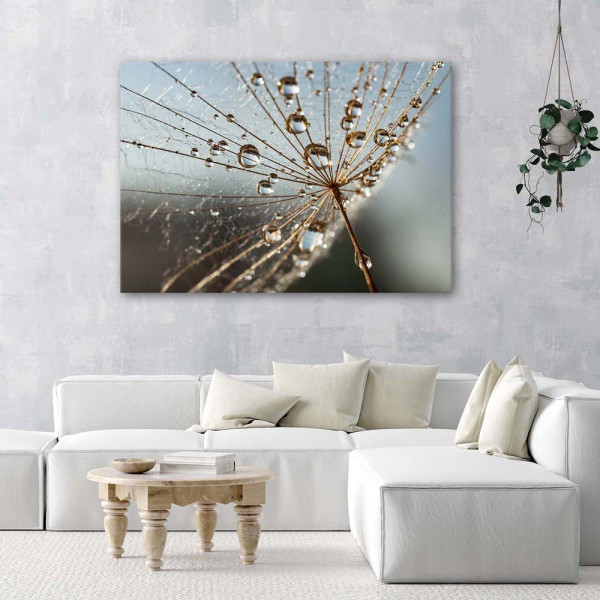 Feeby Obraz na płótnie Dmuchawiec w kroplach rosy 60x40
