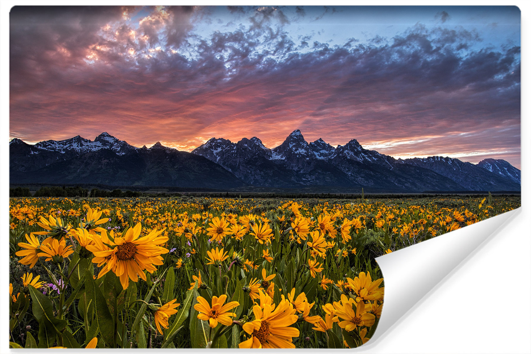 Fototapeta ZACHÓD Słońca Żółte Kwiaty 3D 90x60cm
