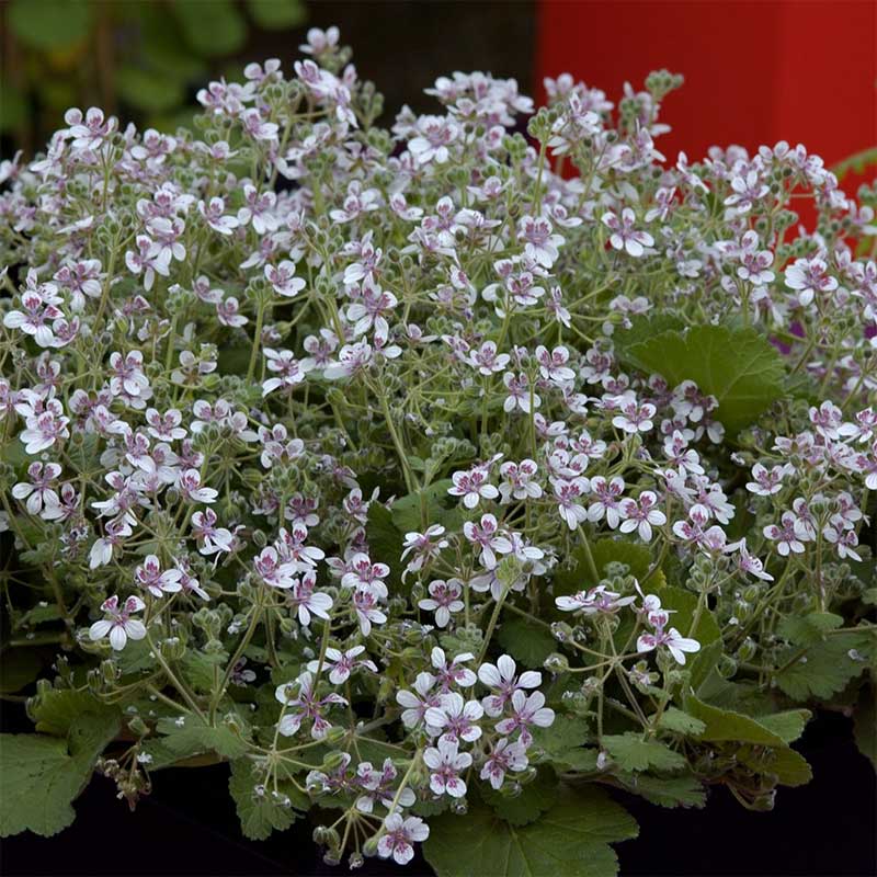 Pelargonnäva 'Sweetheart'