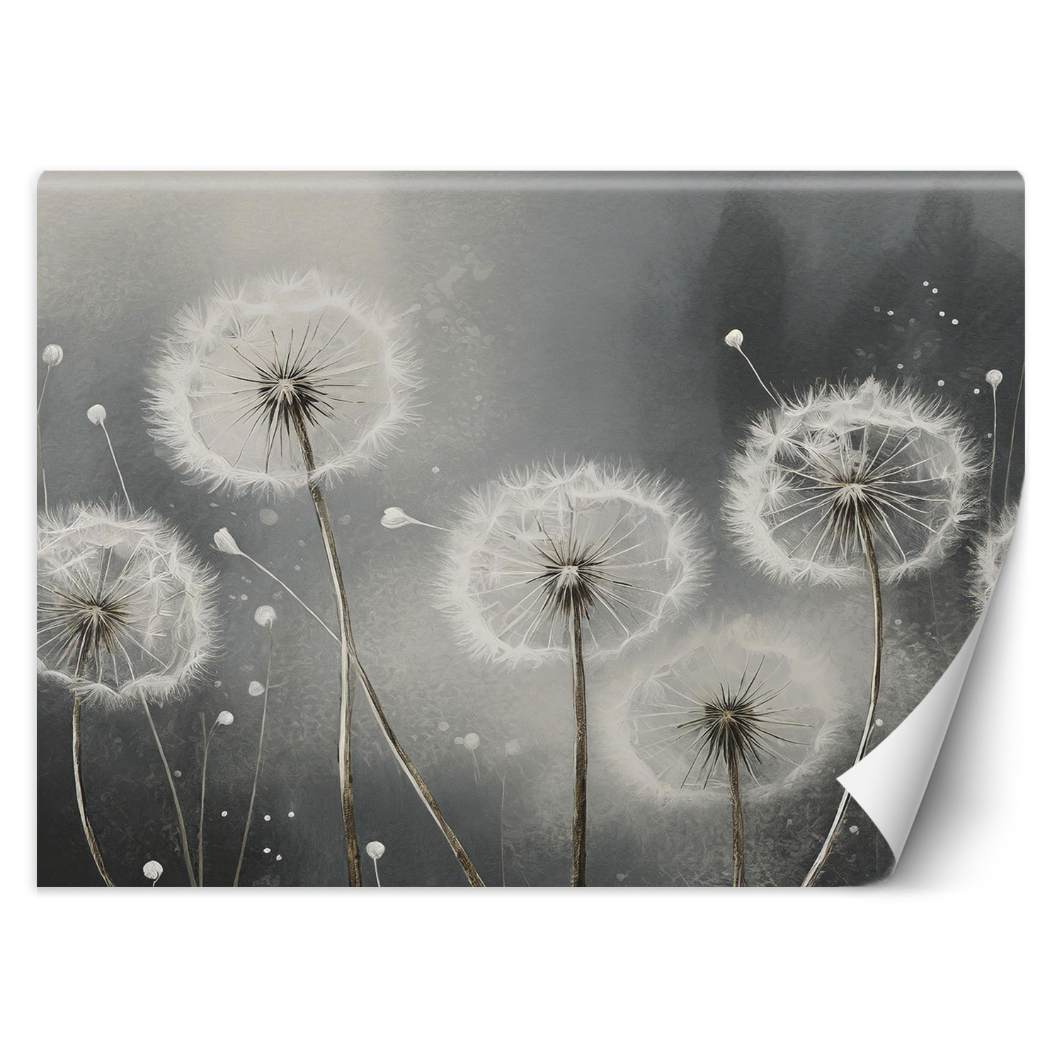 Feeby Fototapeta, Dmuchawce w odcieniach szarości 150x105